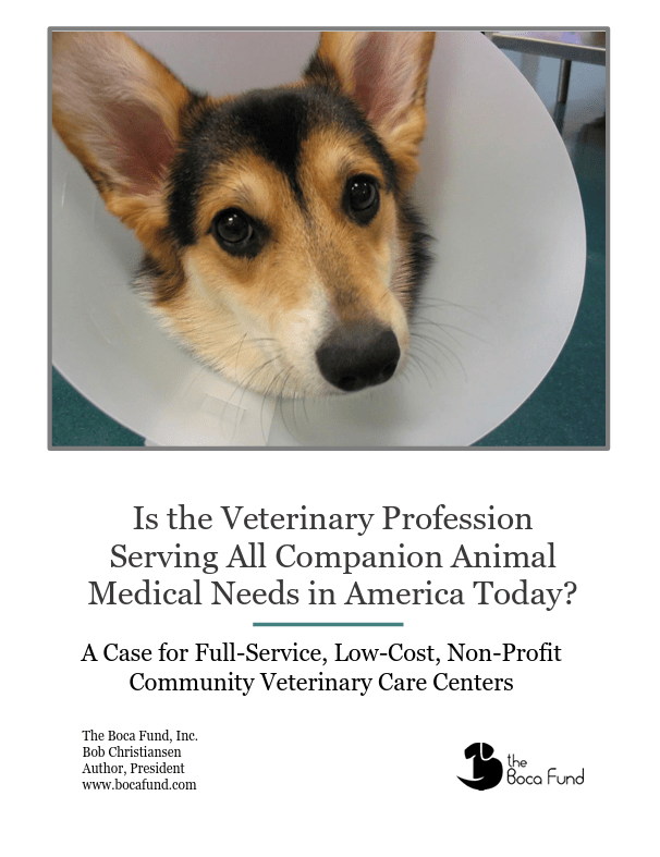 A cute dog with poorly eye